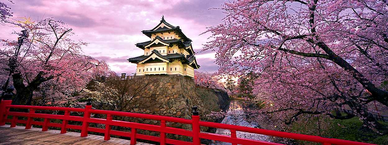 Cherry Blossoms in Japan